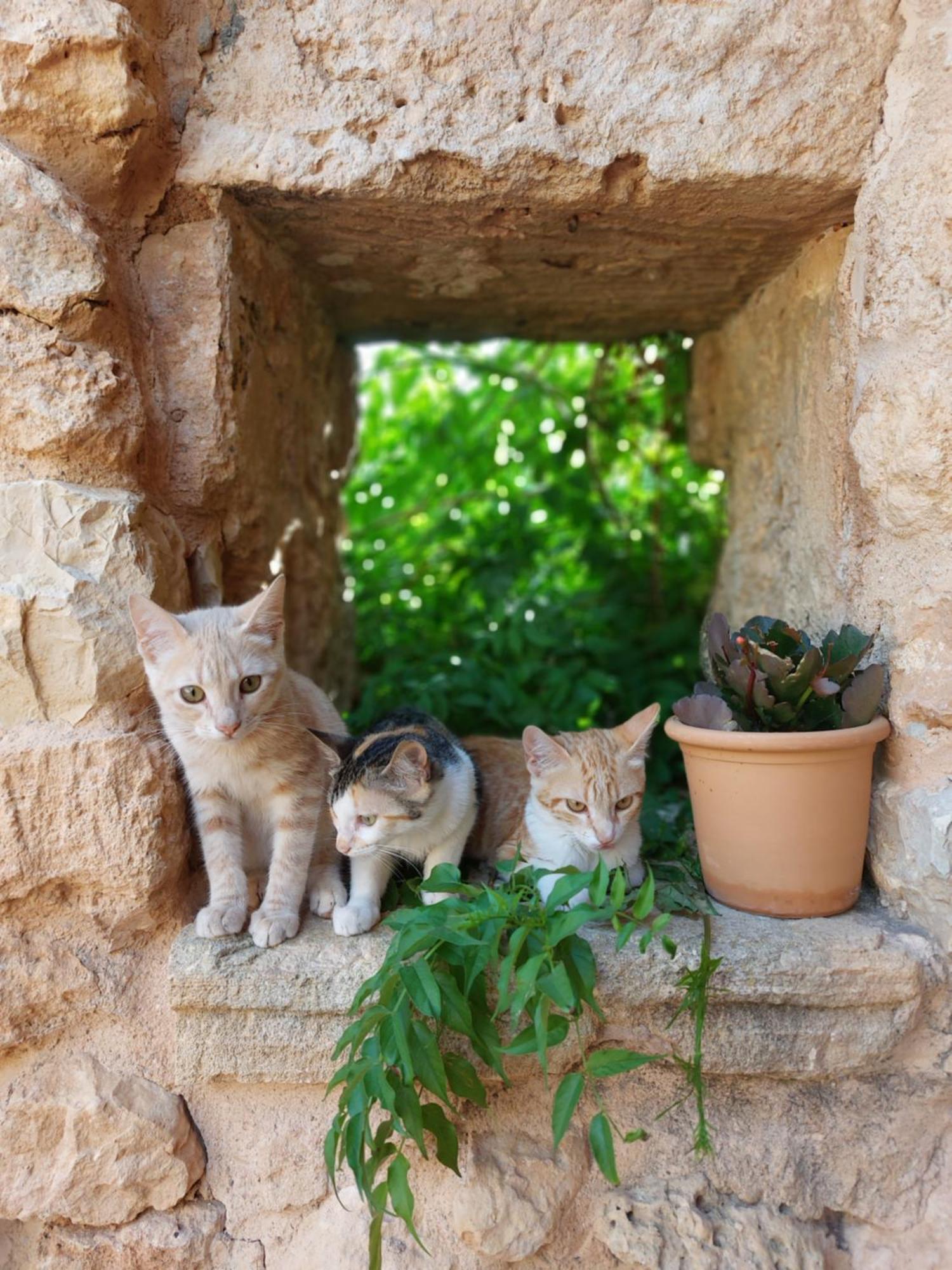 Sa Cova Vella Séjour à la ferme Manacor (Mallorca)